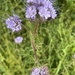 Purple Tansy