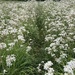 Cow Parsley