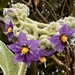Nightshade