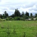 Wild Whispers of an Uncut Field - Day 18 No Mow