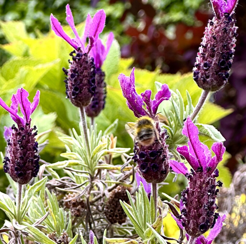 French Lavender by pamknowler