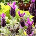 French Lavender