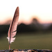 Feather