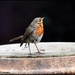 Dear little robin