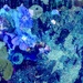 NoMowMay in Abstract (18)