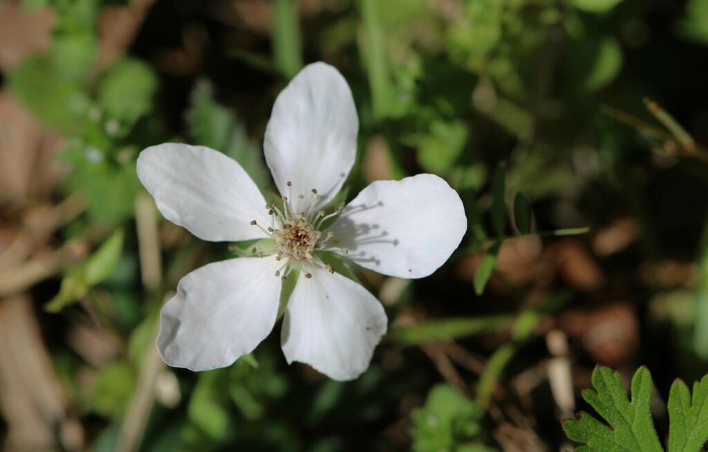 Last of the dewberry blossoms... by marlboromaam