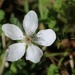 Last of the dewberry blossoms...