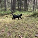 Forest explorations
