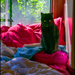 "I am the world's greatest traveling cat"