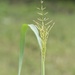 Blade of Grass