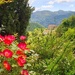 Homely Roses