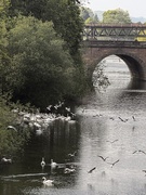 17th May 2025 - The swans 🦢 