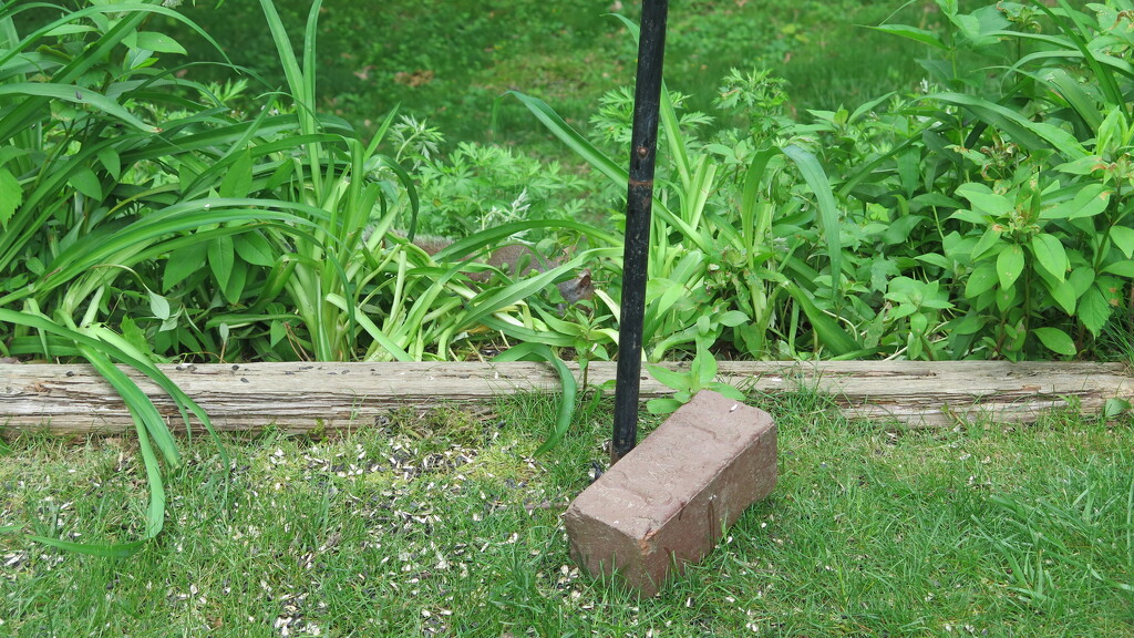 Brick and Squirrel by pej76