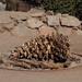 Agave roast
