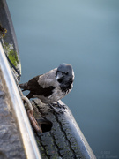 18th May 2025 - Crow