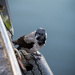 Crow