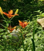18th May 2025 - Lilies in the oriental garden