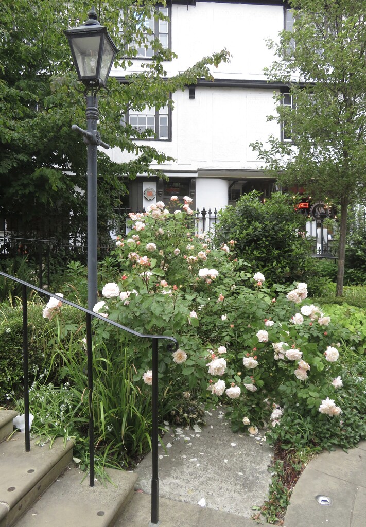 Roses at St Bene’t’s  by felicityms