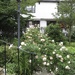 Roses at St Bene’t’s 