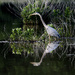 Heron in a wetlands park
