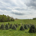 Anyone want to buy a Christmas tree