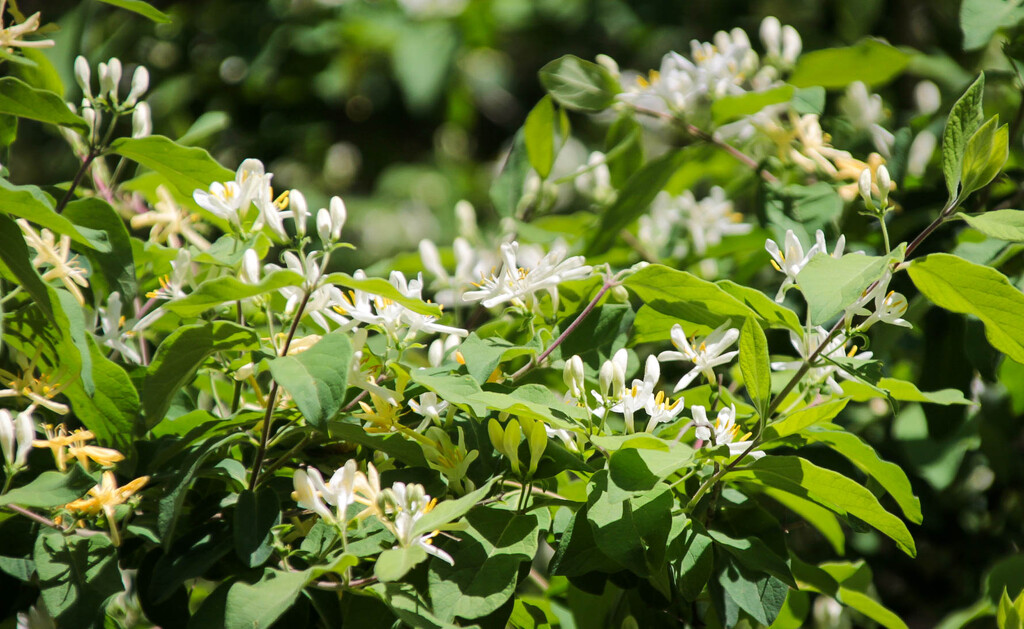 Honeysuckle by mittens