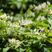 Honeysuckle