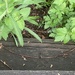 Half Greenery, Half Wooden Step