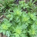 Siri Says It's Mugwort!