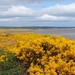 Gorse everywhere! 