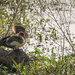 Mama and Baby Hooded Merganser