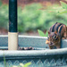 Hungry little chipmunk