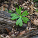 Mayapple