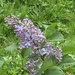 Just another Lilac Picture