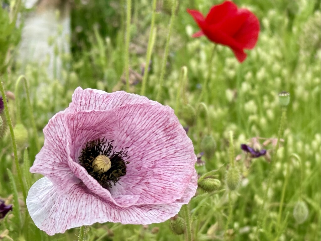 Doddington Poppy  by phil_sandford