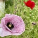 Doddington Poppy 