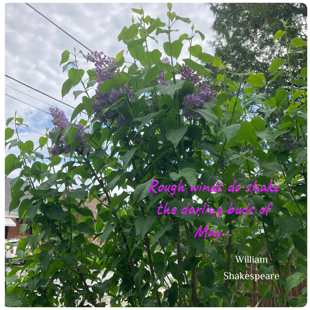 Rough Winds... by spanishliz