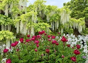 18th May 2025 - Wonderful Wisteria 