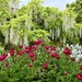 Wonderful Wisteria 