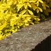 Choisia, brick wall 