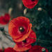poppy