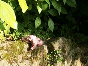 18th May 2025 - A pink rag left by the workers 