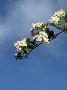 16th May 2025 - Hawthorn blossom