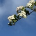 Hawthorn blossom