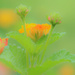 Dreamy Wildflower