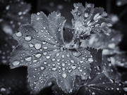 18th May 2025 - Raindrops on a leaf