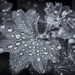 Raindrops on a leaf