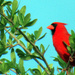 Sunday Morning Cardinal