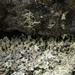 lichen and rocks