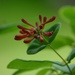 Honeysuckle~~~~